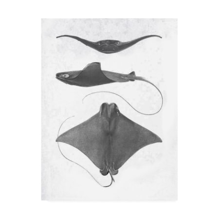 Studio W 'Grey-Scale Stingrays II' Canvas Art,24x32